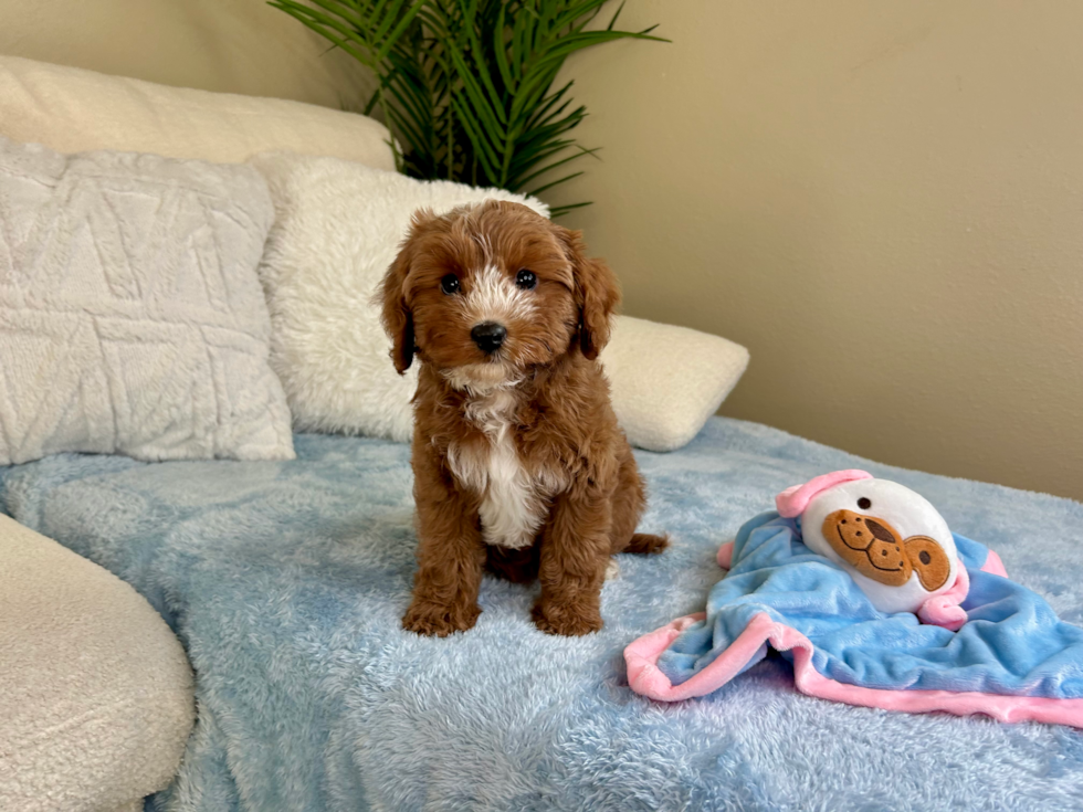 Cavapoo Puppy for Adoption