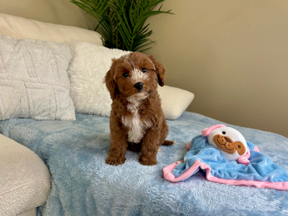 Cavapoo Puppy for Adoption