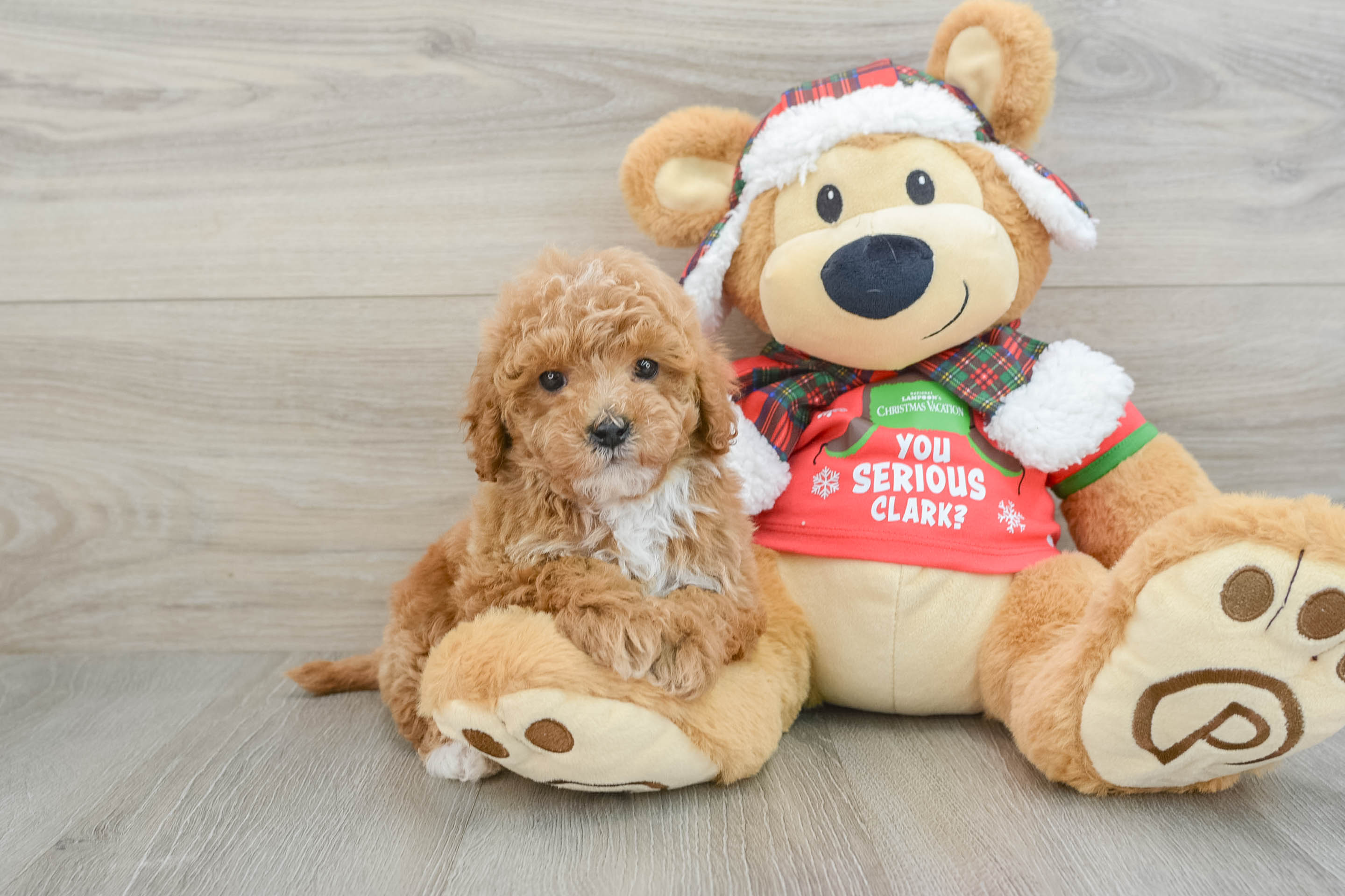 Cavapoo Puppy for Adoption