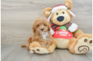 Cavapoo Puppy for Adoption