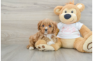 Best Cavapoo Baby