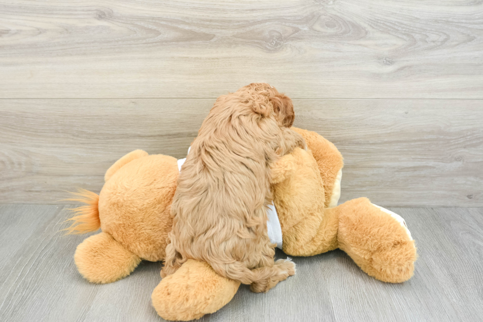 Friendly Cavapoo Baby