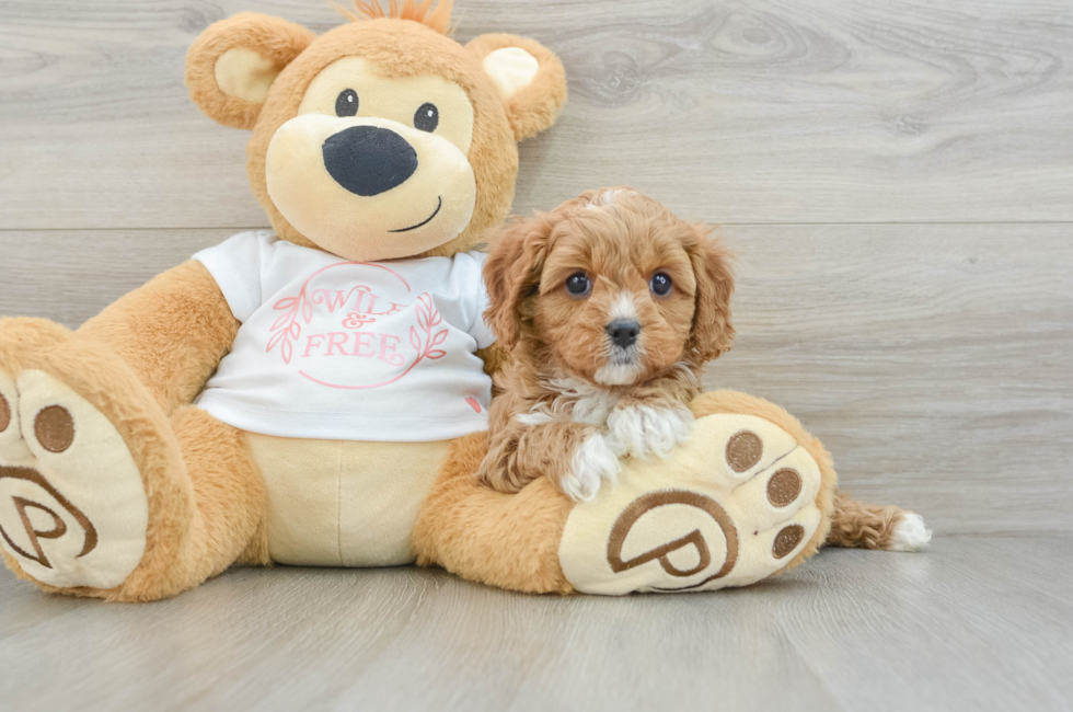 6 week old Cavapoo Puppy For Sale - Lone Star Pups