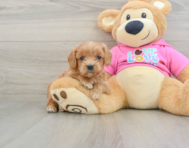 8 week old Cavapoo Puppy For Sale - Lone Star Pups