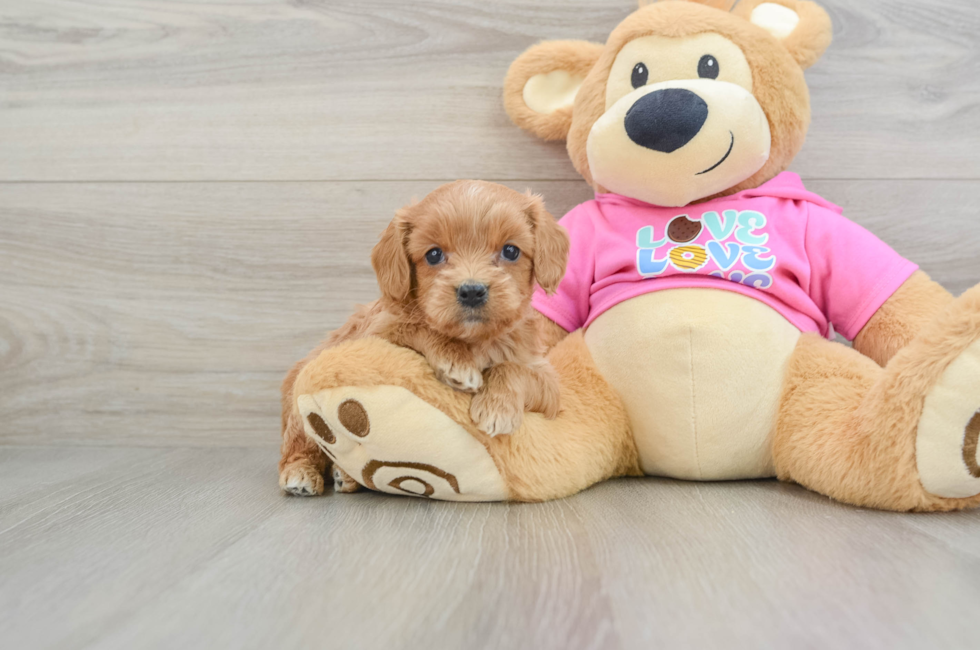 5 week old Cavapoo Puppy For Sale - Lone Star Pups