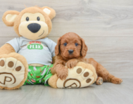 9 week old Cavapoo Puppy For Sale - Lone Star Pups
