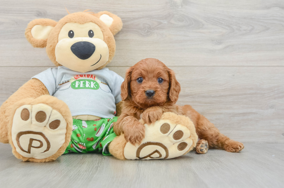 6 week old Cavapoo Puppy For Sale - Lone Star Pups