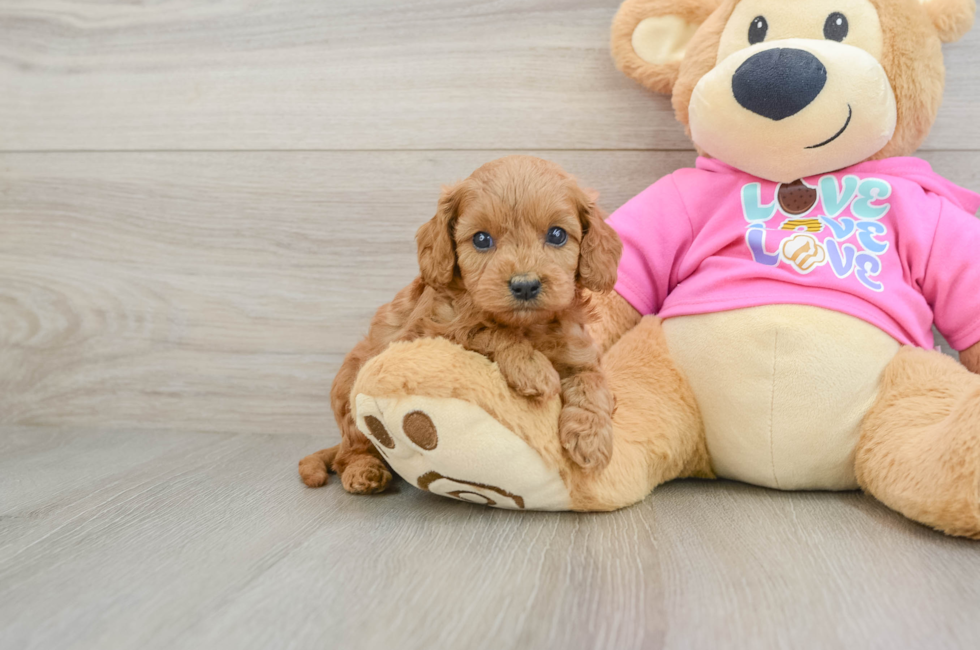 7 week old Cavapoo Puppy For Sale - Lone Star Pups