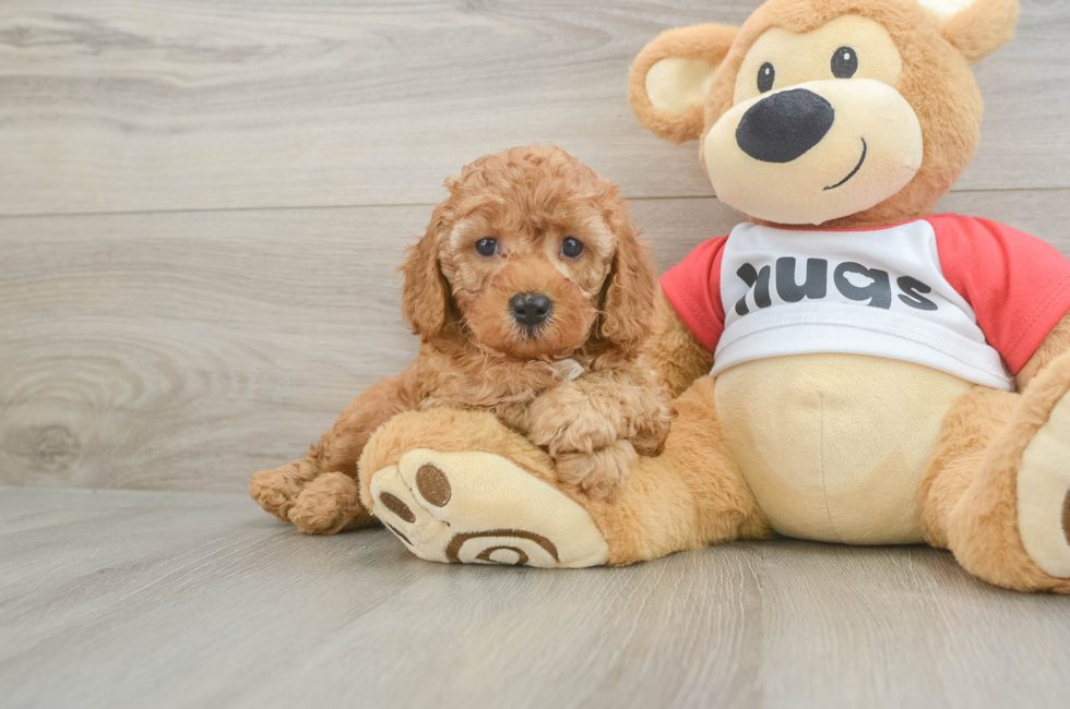 6 week old Cavapoo Puppy For Sale - Lone Star Pups