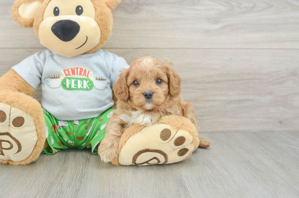 5 week old Cavapoo Puppy For Sale - Lone Star Pups