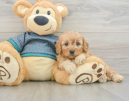 7 week old Cavapoo Puppy For Sale - Lone Star Pups