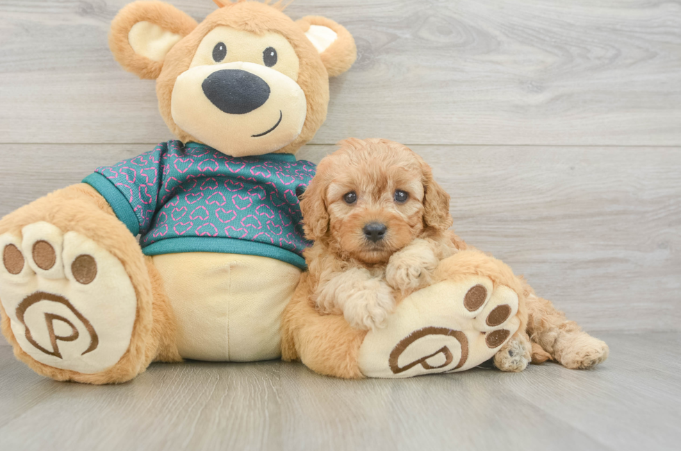 5 week old Cavapoo Puppy For Sale - Lone Star Pups