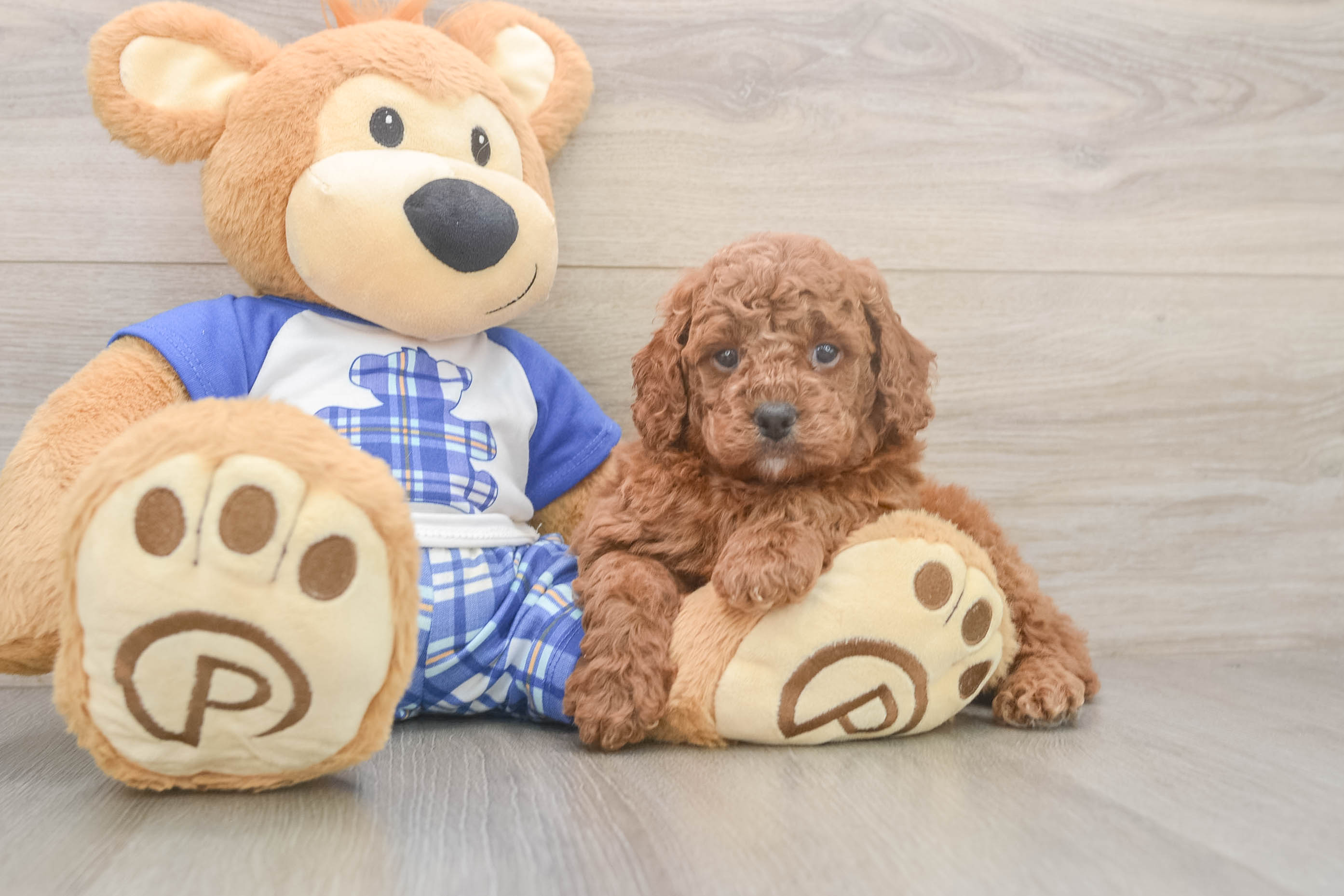 Cavapoo Pup Being Cute