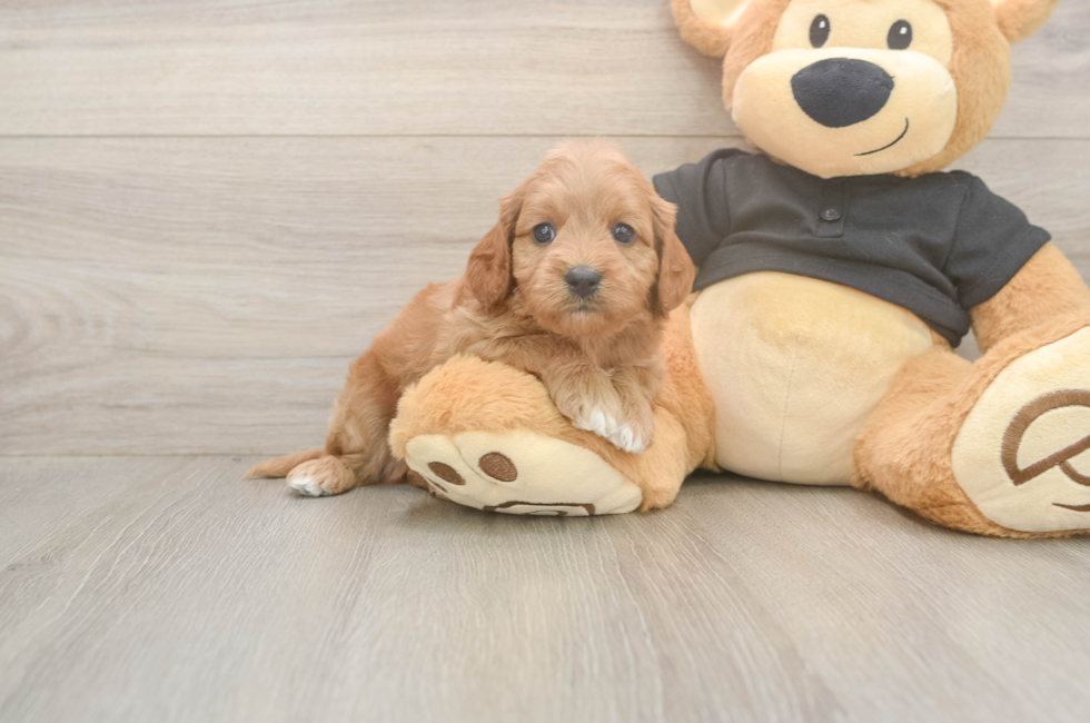 5 week old Cavapoo Puppy For Sale - Lone Star Pups