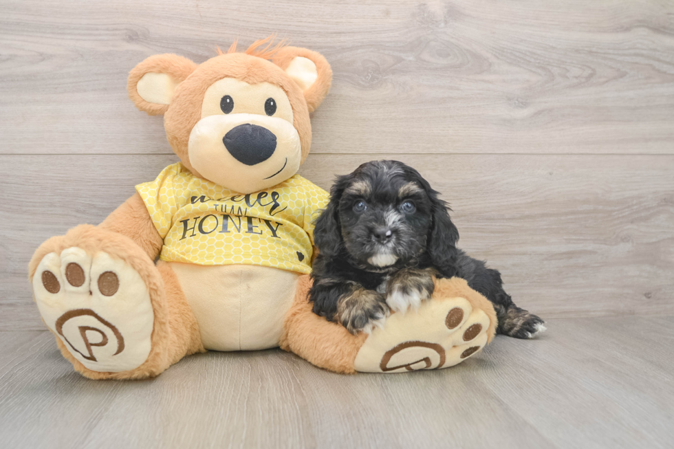Adorable Cavalier King Charles Spaniel and Poodle Mix Poodle Mix Puppy