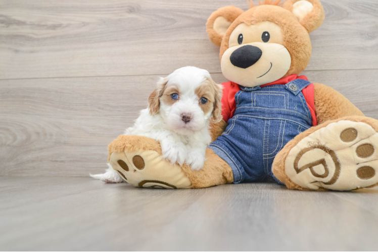 Petite Cavapoo Poodle Mix Pup