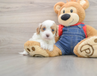 8 week old Cavapoo Puppy For Sale - Lone Star Pups