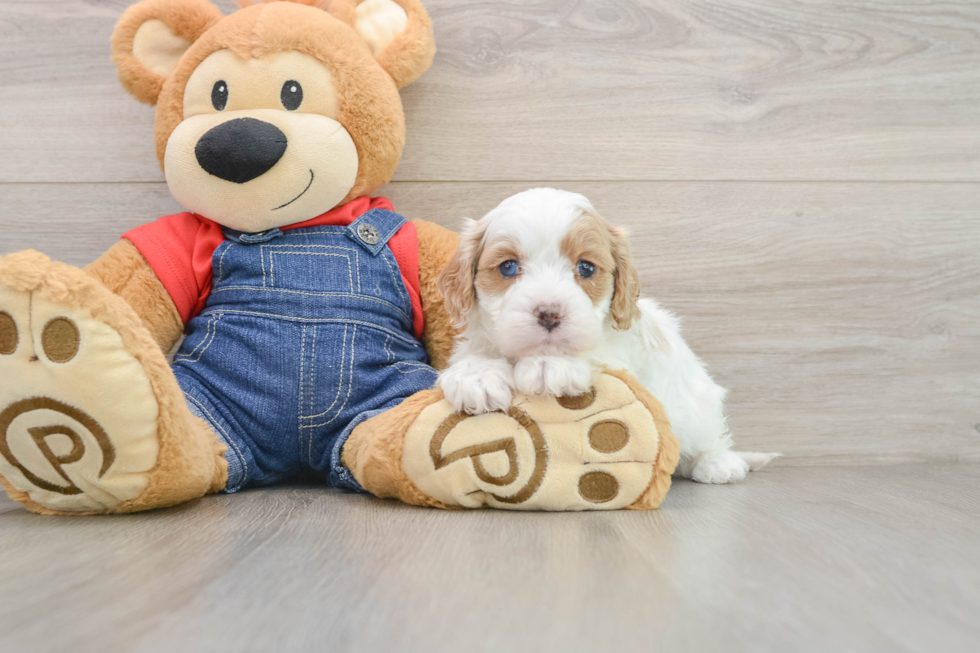 Small Cavapoo Baby