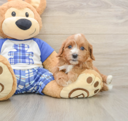 8 week old Cavapoo Puppy For Sale - Lone Star Pups