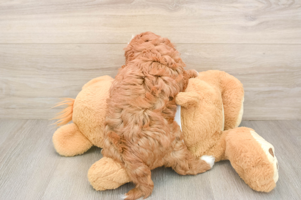 Adorable Cavalier King Charles Spaniel and Poodle Mix Poodle Mix Puppy