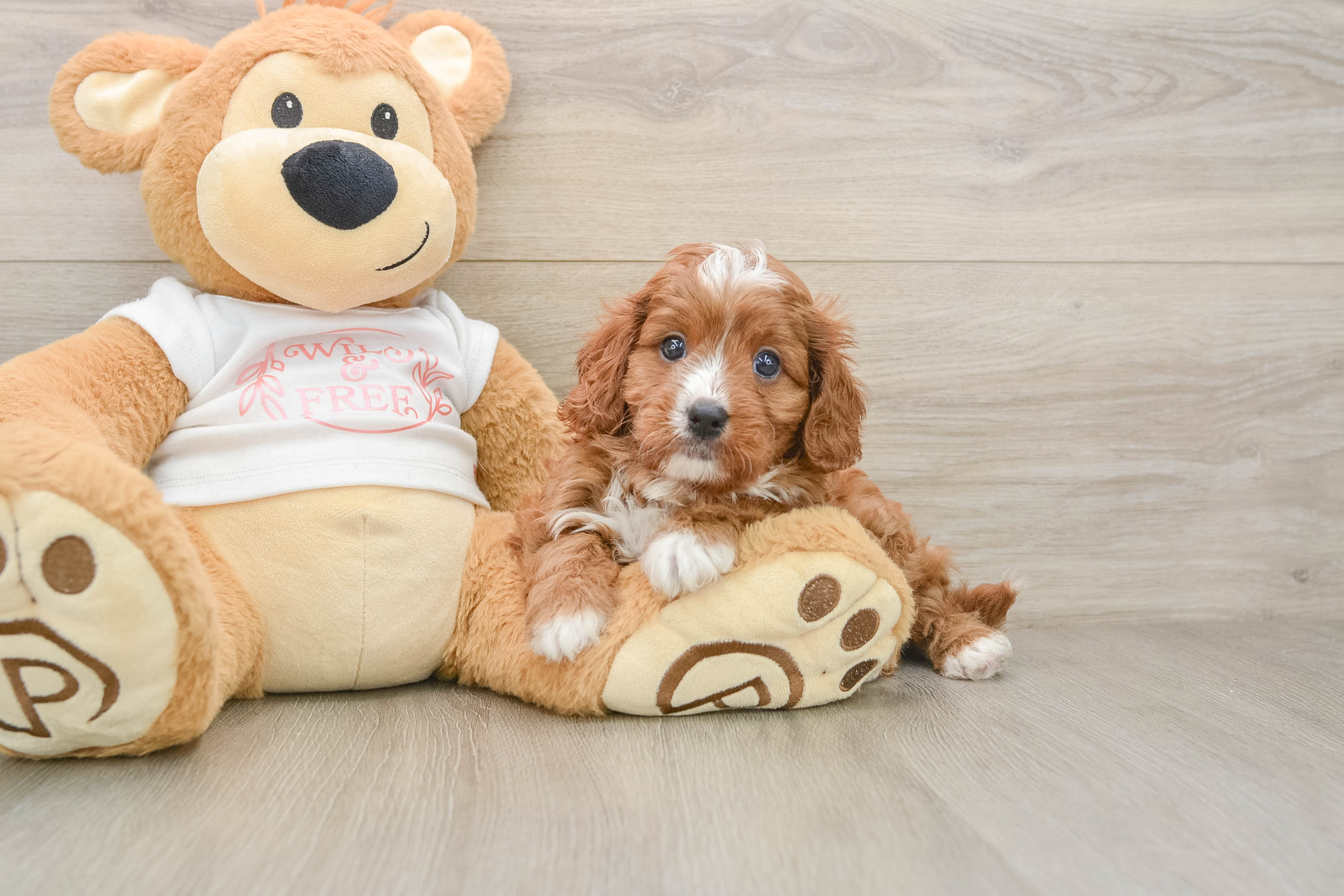 Cavapoo Puppy for Adoption