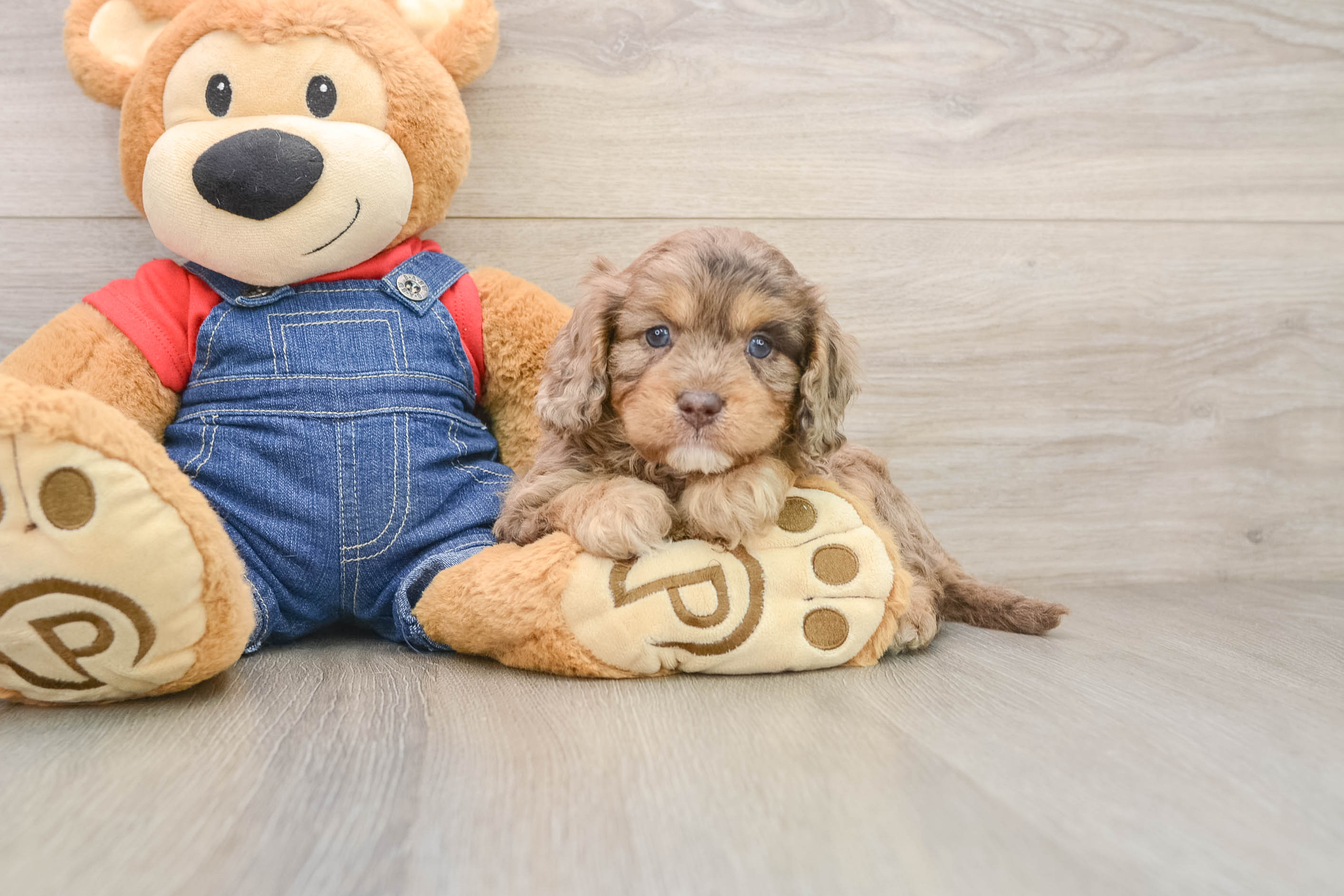 Playful Cavapoodle Poodle Mix Puppy