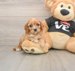 6 week old Cavapoo Puppy For Sale - Lone Star Pups