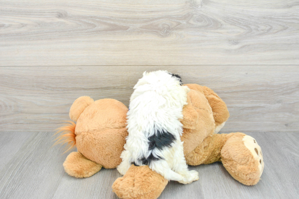 Best Cavapoo Baby
