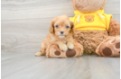 Cavapoo Pup Being Cute