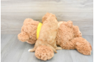 Best Cavapoo Baby