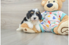 Cavapoo Pup Being Cute