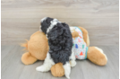Petite Cavapoo Poodle Mix Pup