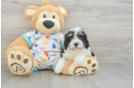Cavapoo Puppy for Adoption