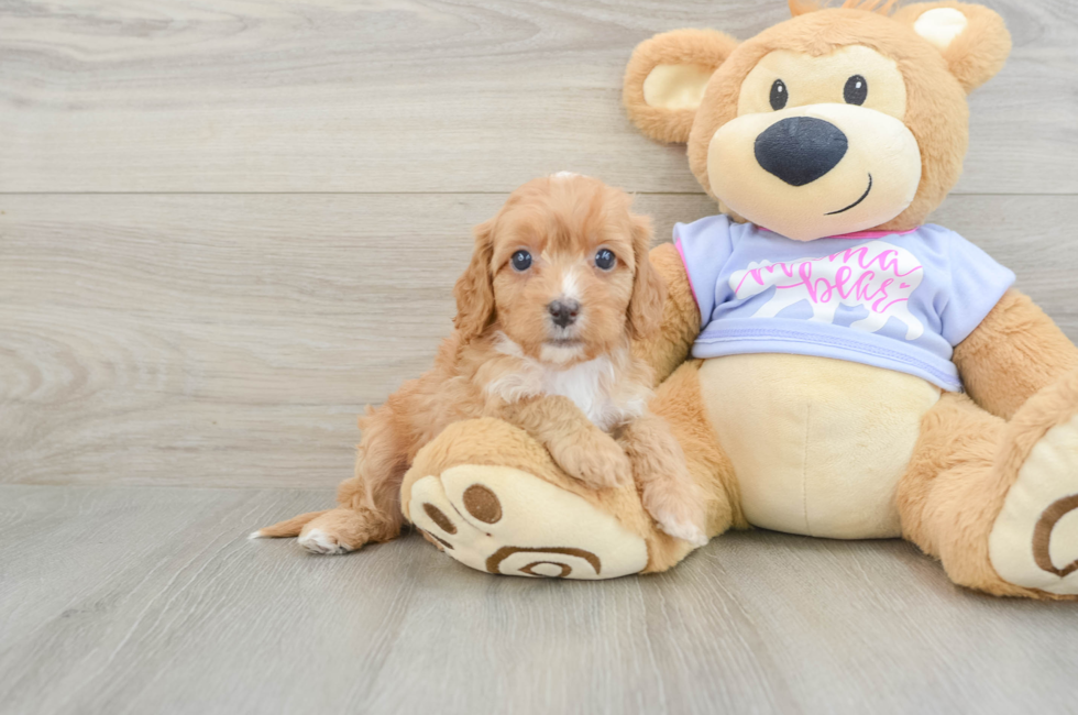 6 week old Cavapoo Puppy For Sale - Lone Star Pups