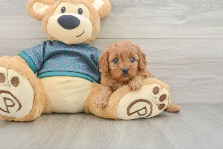 Sweet Cavapoo Baby