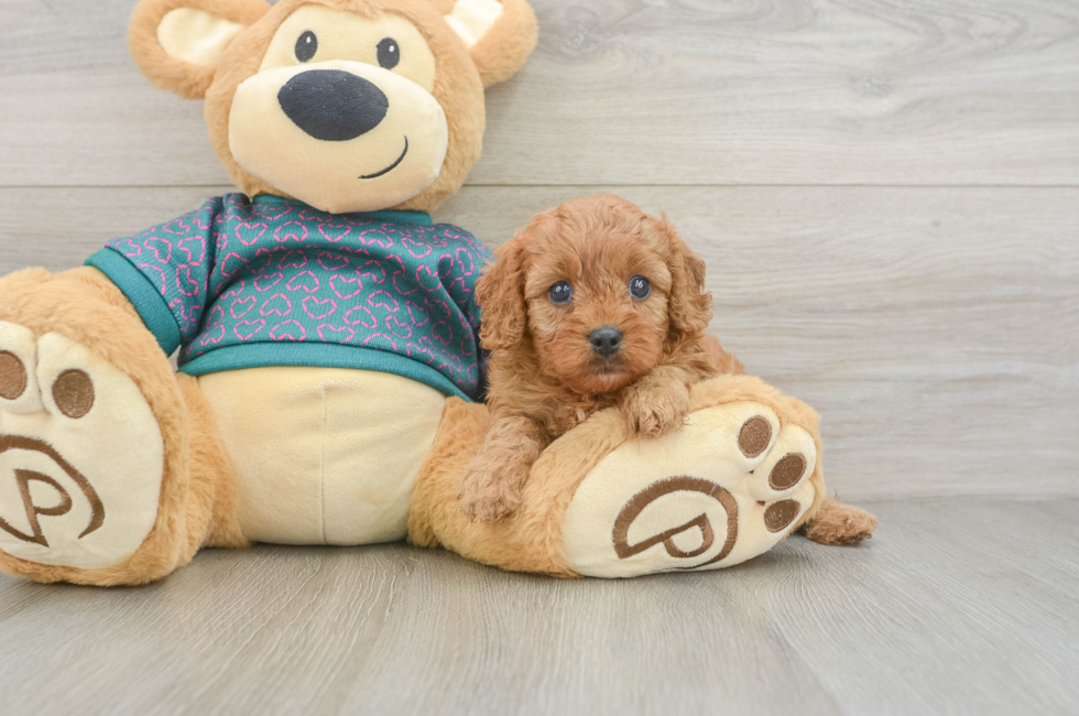 5 week old Cavapoo Puppy For Sale - Lone Star Pups