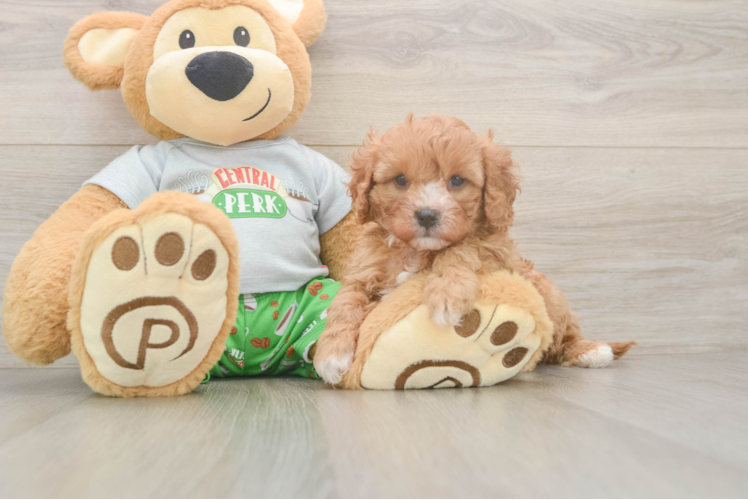 Cavapoo Pup Being Cute