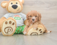 8 week old Cavapoo Puppy For Sale - Lone Star Pups