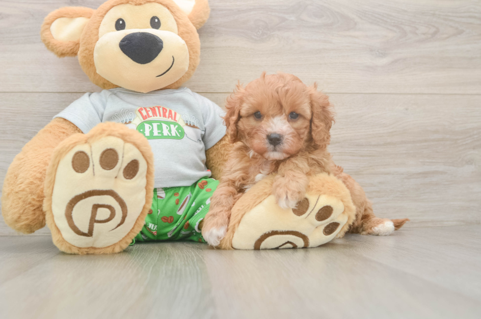 5 week old Cavapoo Puppy For Sale - Lone Star Pups