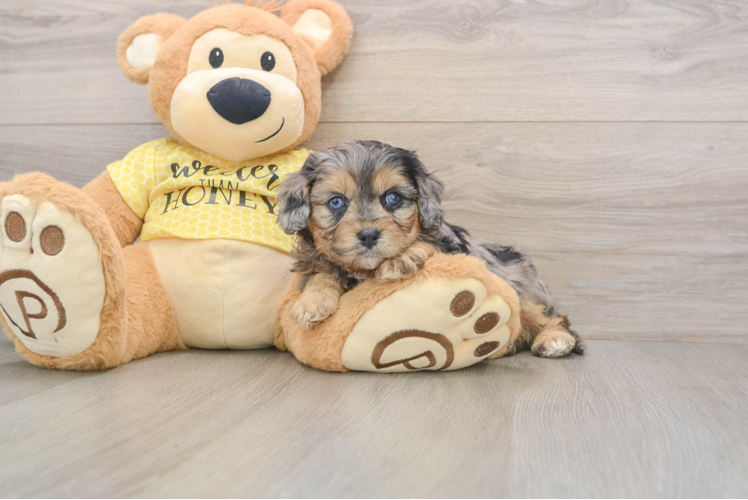 Cavapoo Pup Being Cute
