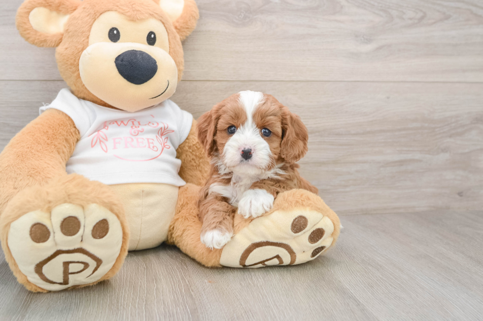 Best Cavapoo Baby