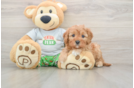 Cavapoo Pup Being Cute