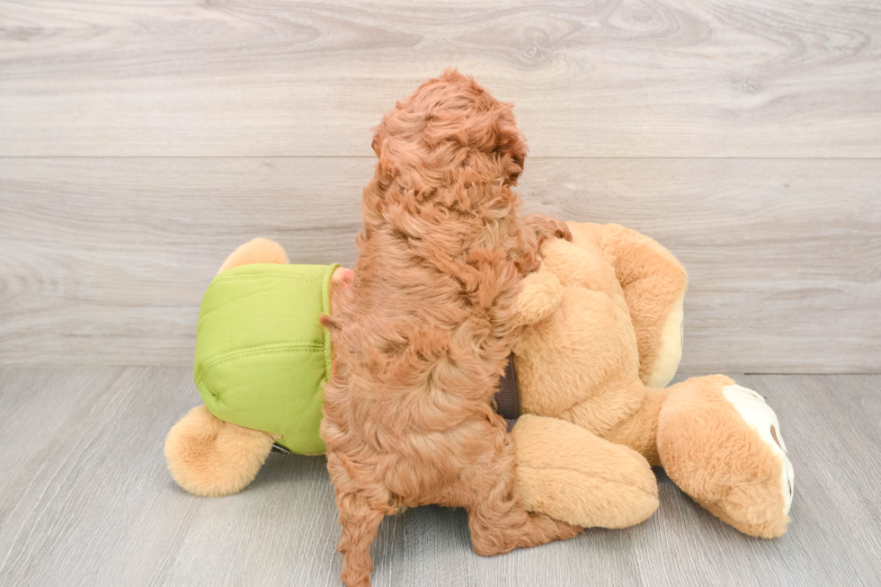 Little Cavipoo Poodle Mix Puppy