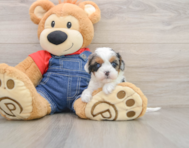 8 week old Cavapoo Puppy For Sale - Lone Star Pups