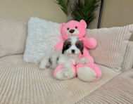 9 week old Cavapoo Puppy For Sale - Lone Star Pups