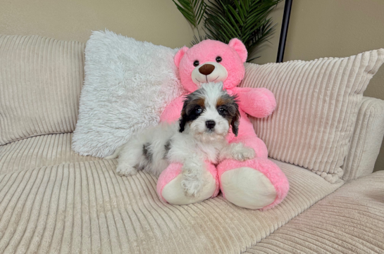 Cavapoo Pup Being Cute