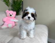11 week old Cavapoo Puppy For Sale - Lone Star Pups
