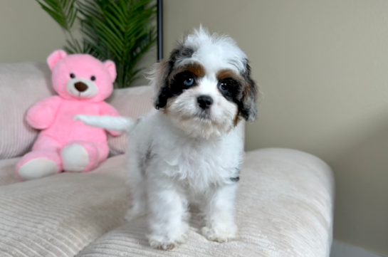 Cavapoo Pup Being Cute