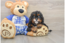 Cavapoo Pup Being Cute
