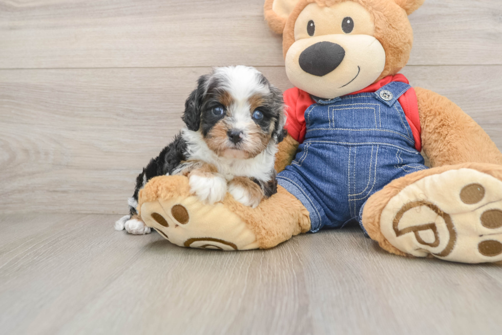 Cavapoo Puppy for Adoption